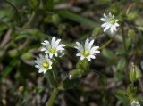 Cerastium glutinosum