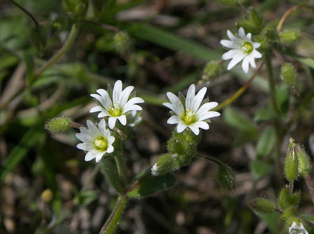 Изображение особи Cerastium glutinosum.