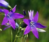 Campanula patula. Цветки. Московская обл., Раменский р-н, окр. ж.-д. платформы Хрипань, залежь. 13.06.2016.