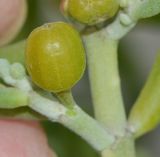 Tetraena fontanesii