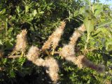 Salix myrsinifolia. Часть ветви с соплодиями. Тверь, мкр-н Южный, обочина дороги. 01.06.2016.