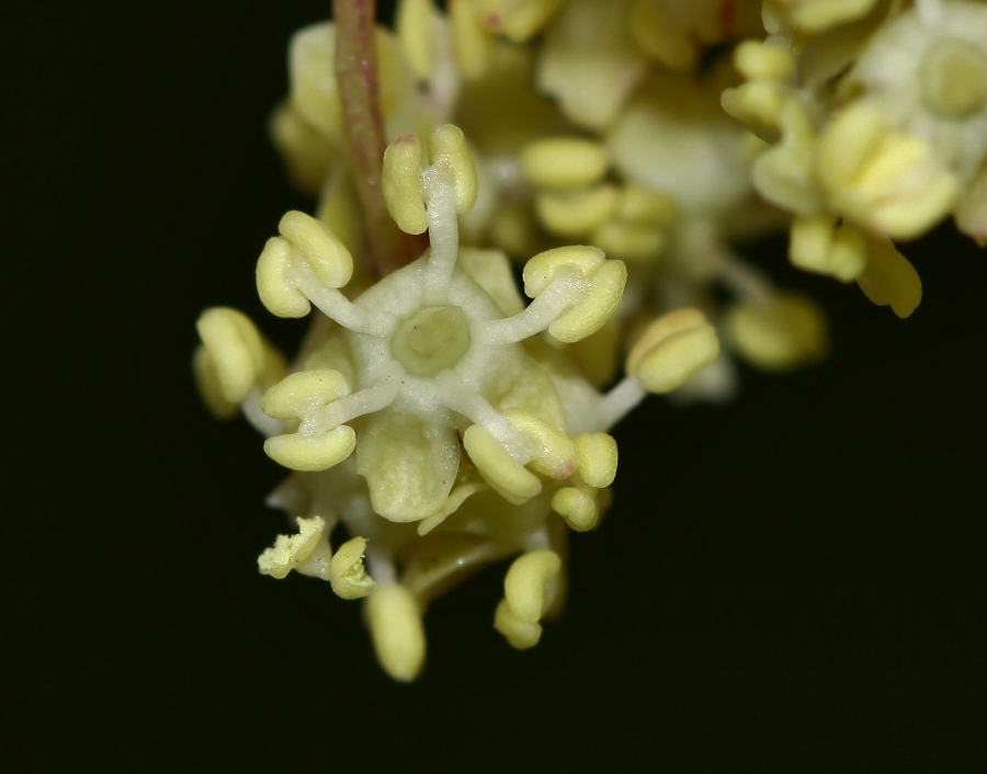 Image of Sambucus williamsii specimen.