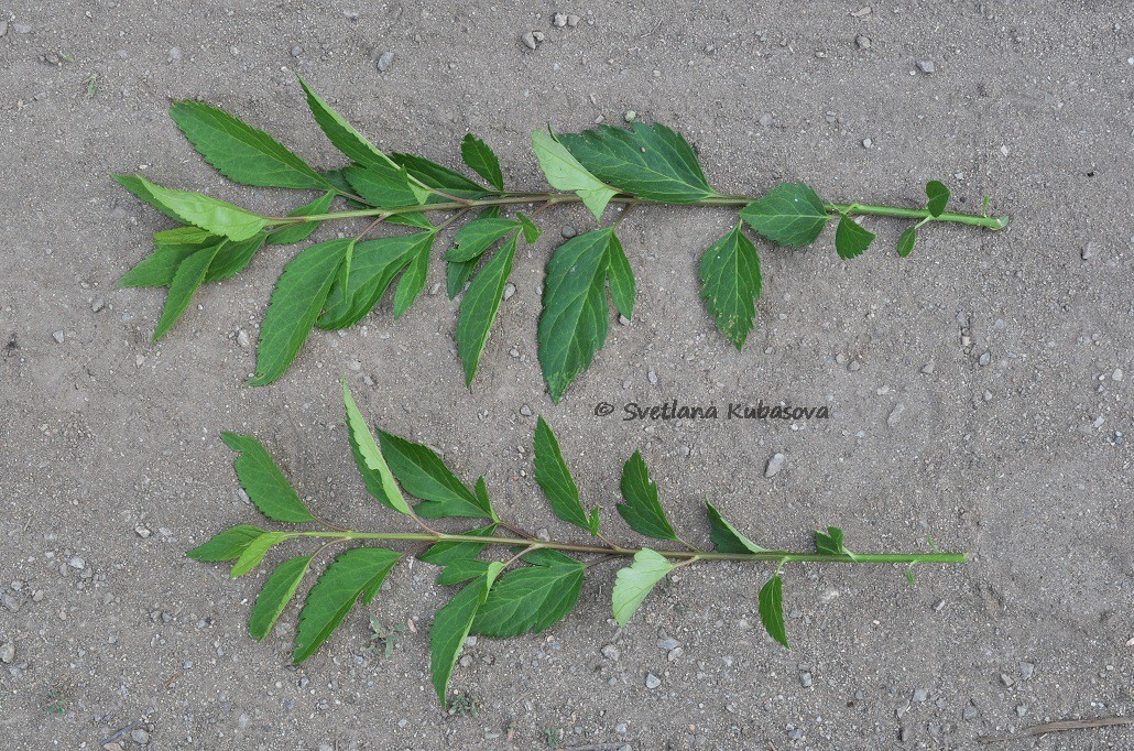 Image of Forsythia &times; intermedia specimen.