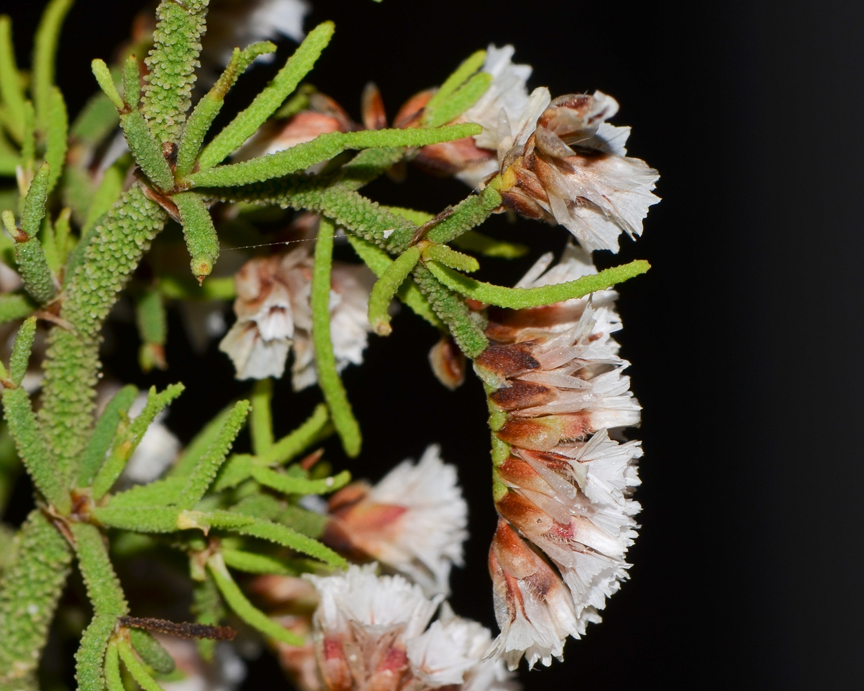 Image of Limonium papillatum specimen.