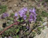 Ziziphora puschkinii