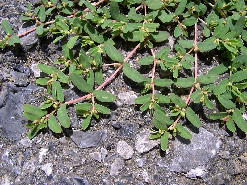 Изображение особи Euphorbia humifusa.