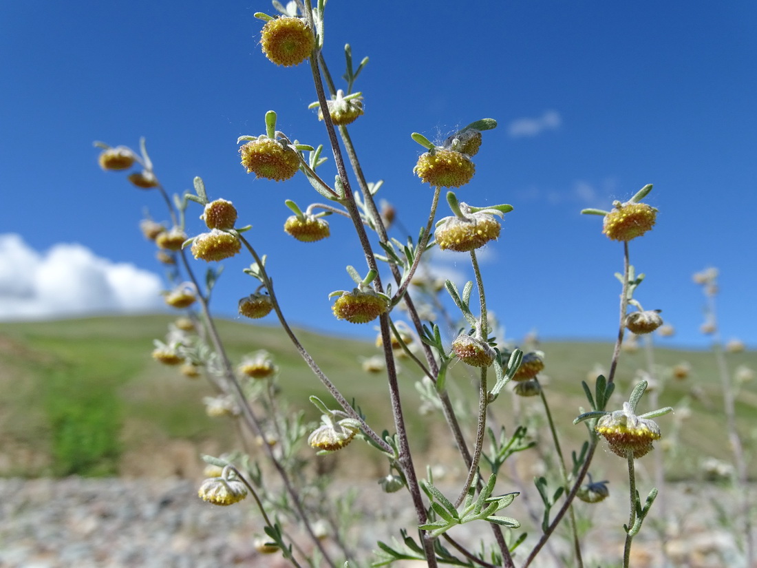Image of Artemisia macrocephala specimen.