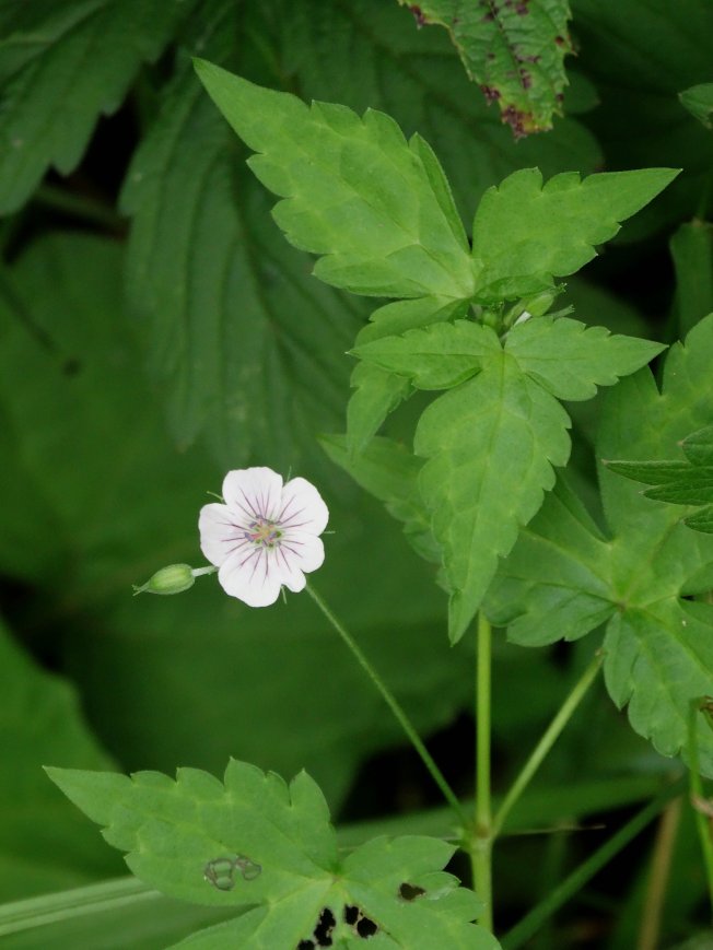 Image of Geranium wilfordii specimen.