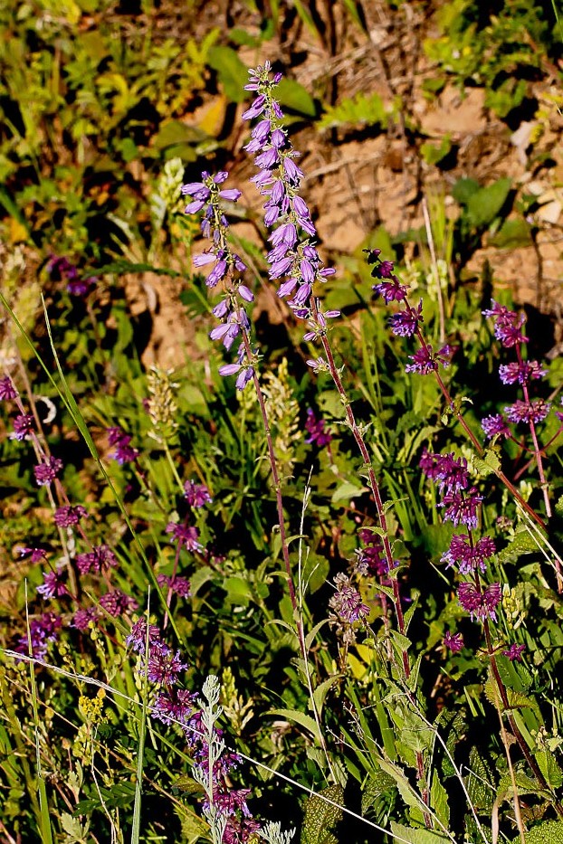 Изображение особи Campanula bononiensis.