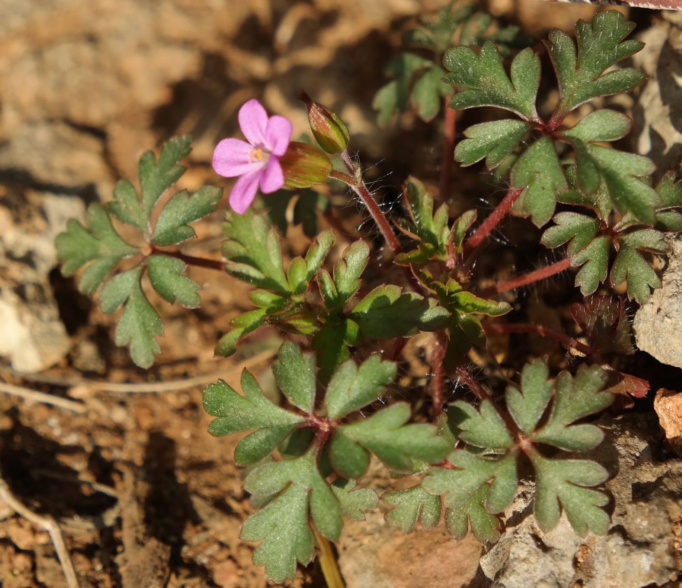 Image of Geranium purpureum specimen.