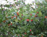 Crataegus submollis. Часть кроны плодоносящего растения. Украина, г. Киев, уличное озеленение. 24.08.2016.