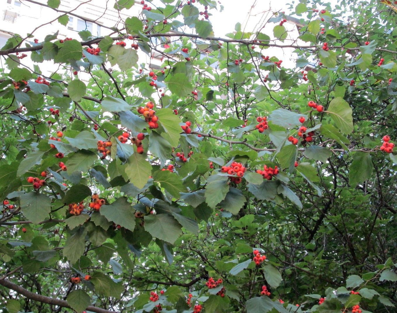 Image of Crataegus submollis specimen.