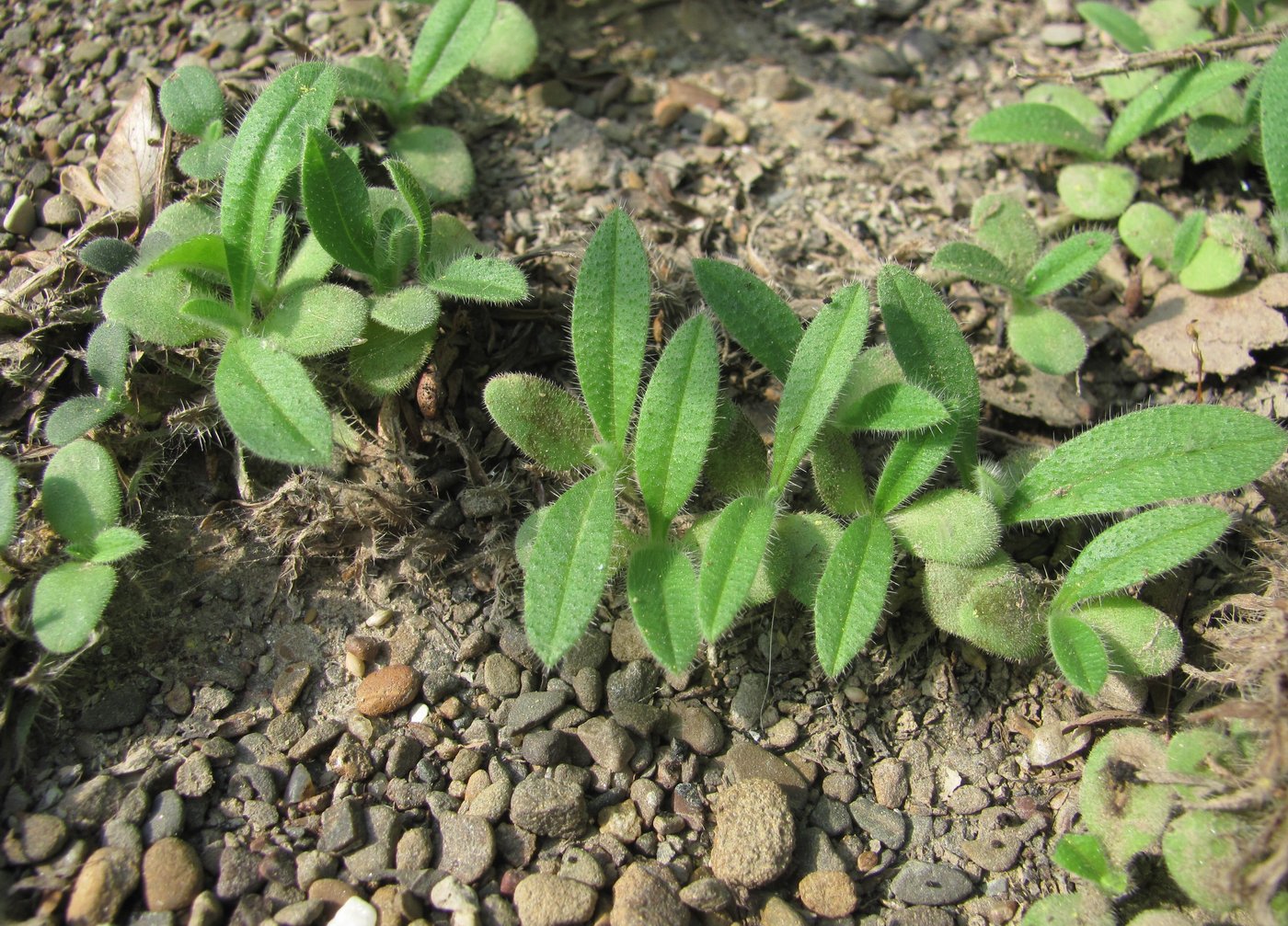 Image of Echium vulgare specimen.