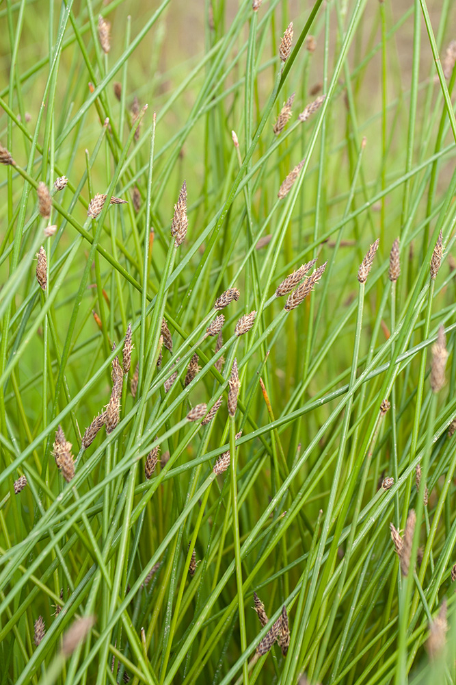 Изображение особи Eleocharis palustris.