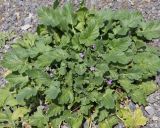 Erodium malacoides