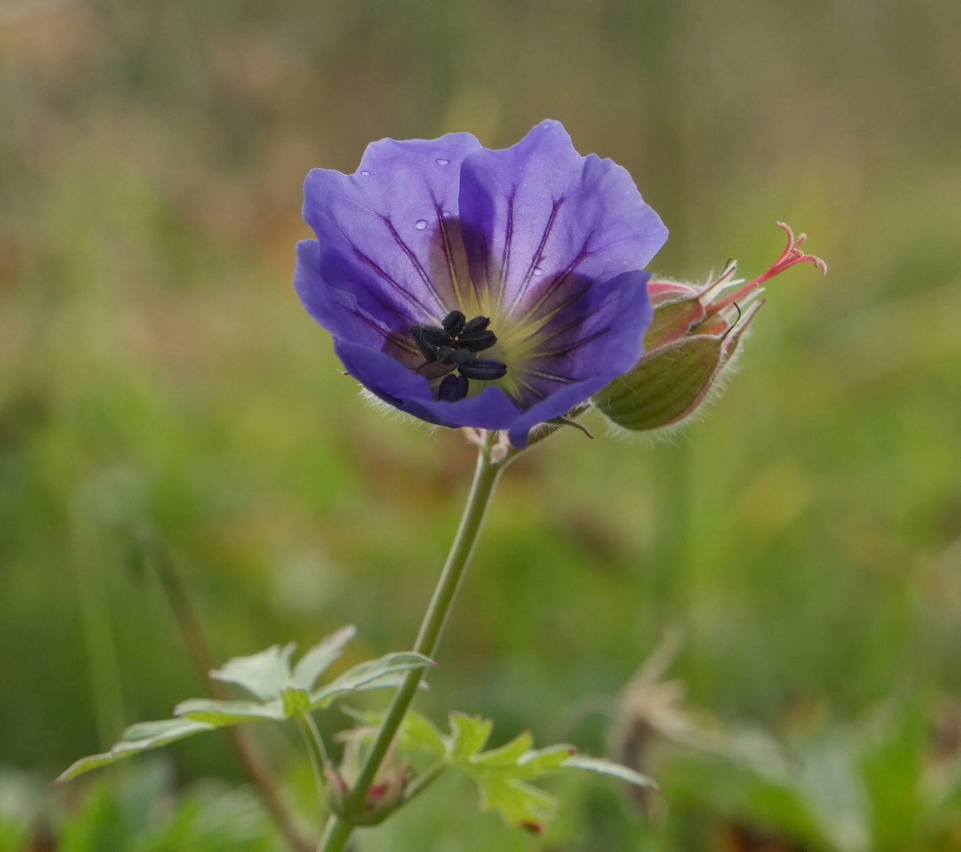 Изображение особи Geranium gymnocaulon.