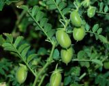 Cicer arietinum