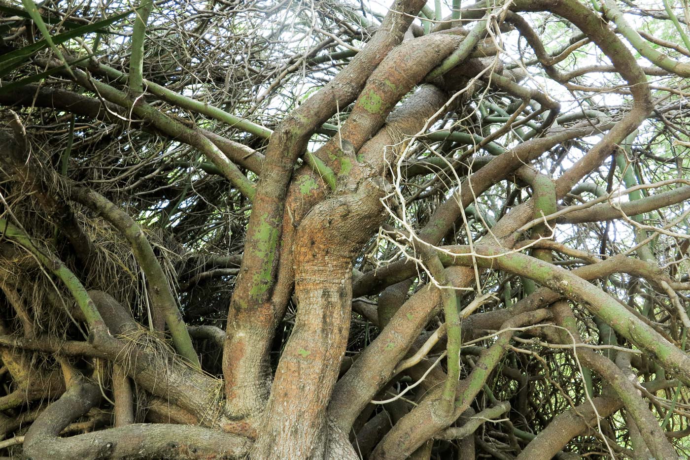 Image of Parkinsonia aculeata specimen.