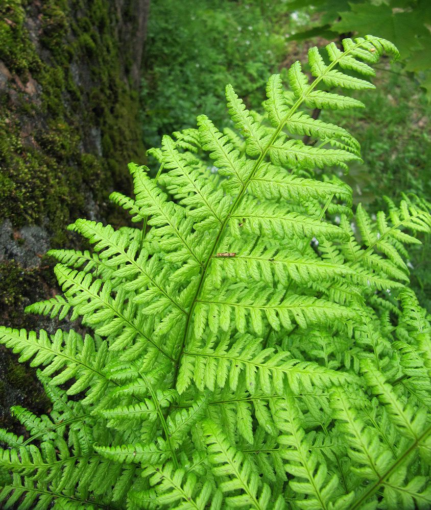 Image of Dryopteris filix-mas specimen.