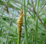 Image of taxon representative. Author is Людмила Паламарчук