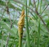 Typha latifolia