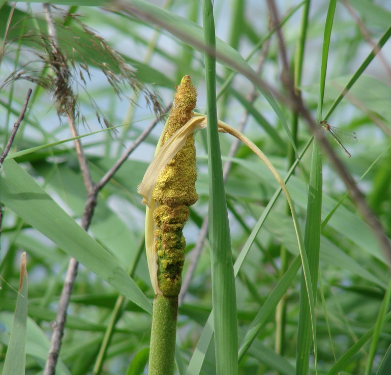 Изображение особи Typha latifolia.