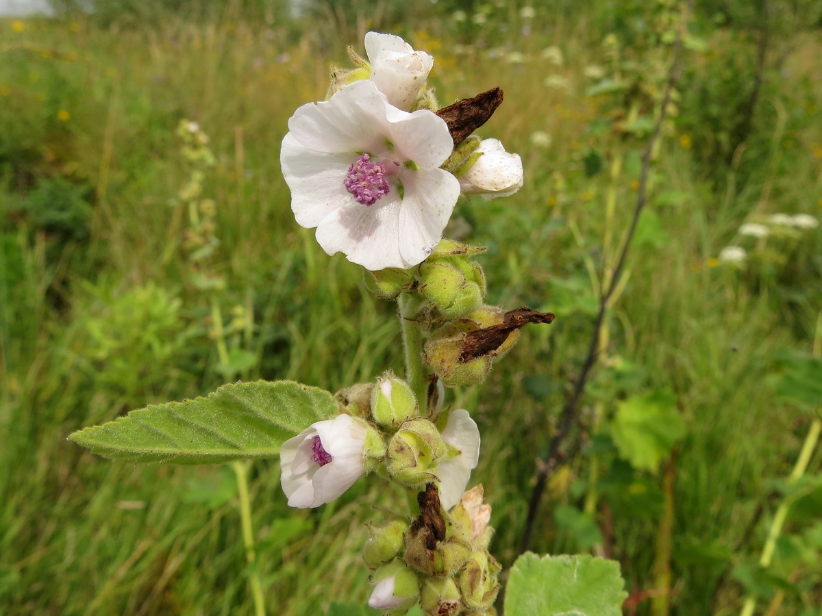 Image of Althaea officinalis specimen.