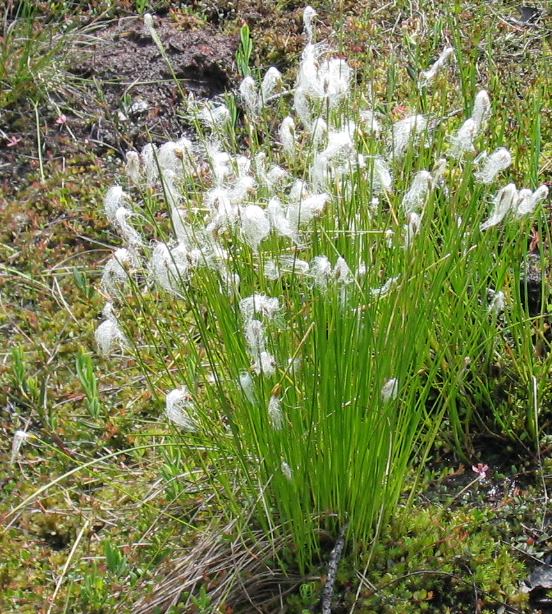 Image of Trichophorum alpinum specimen.
