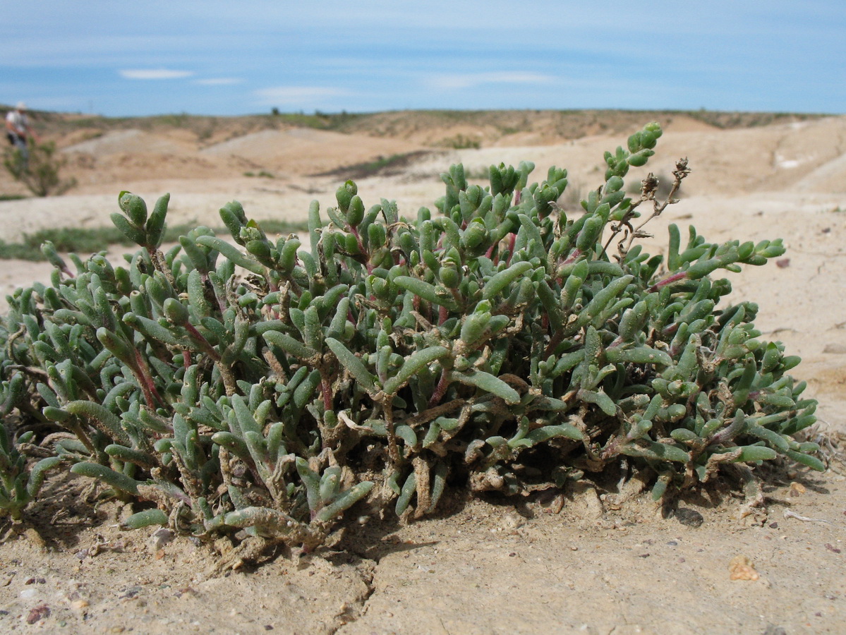 Image of Petrosimonia squarrosa specimen.