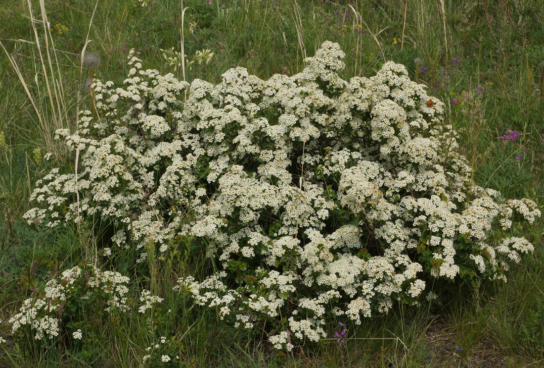 Изображение особи Spiraea trilobata.