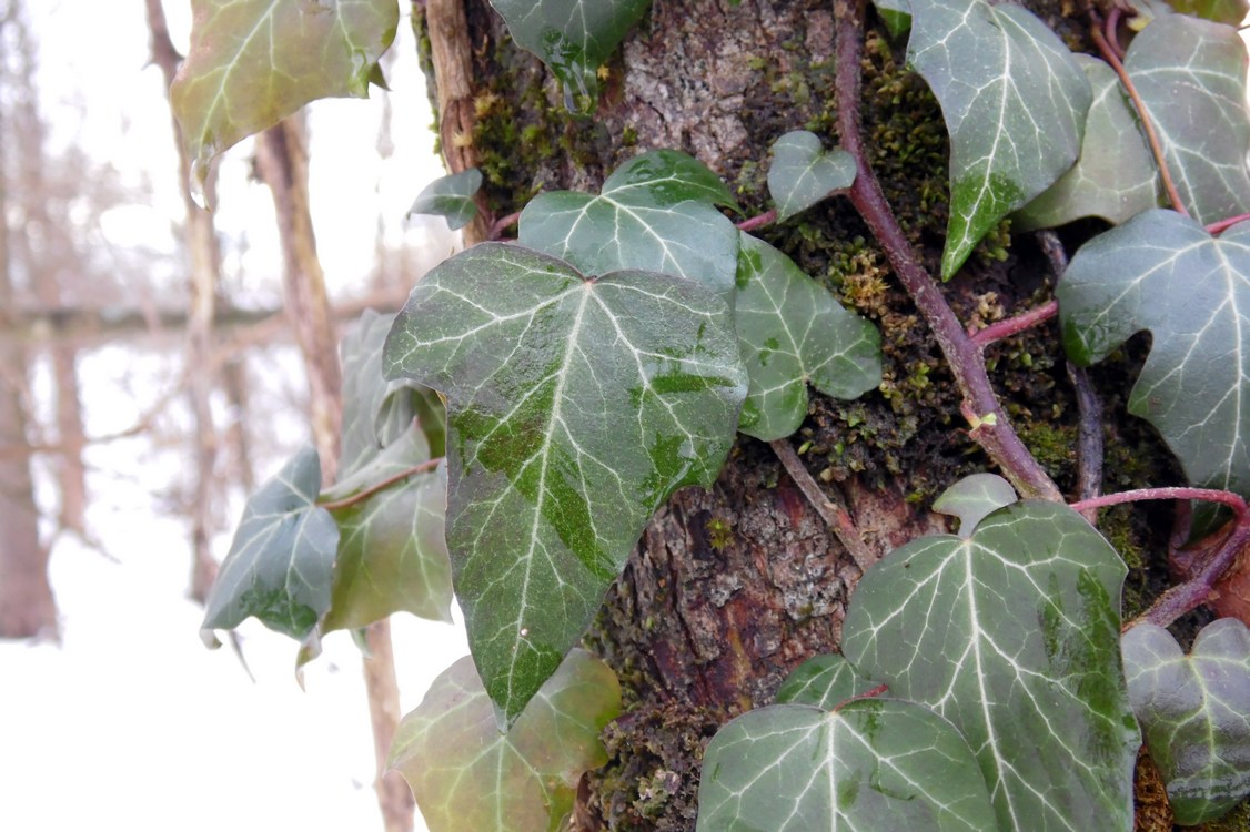 Image of Hedera helix specimen.