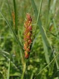 Carex hirta. Соплодие. Украина, Тернопольская обл., Кременецкий р-н, окраина г. Почаев, влажный луг возле озера севернее города. 30.05.2015.