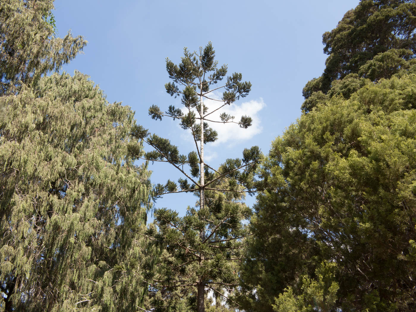 Изображение особи Araucaria angustifolia.