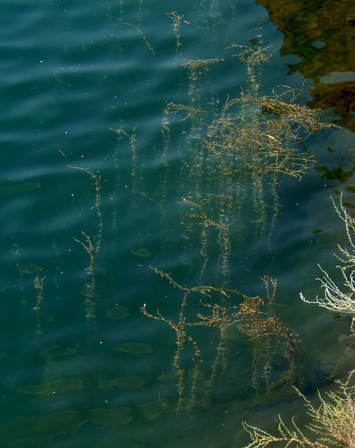 Изображение особи Potamogeton perfoliatus.