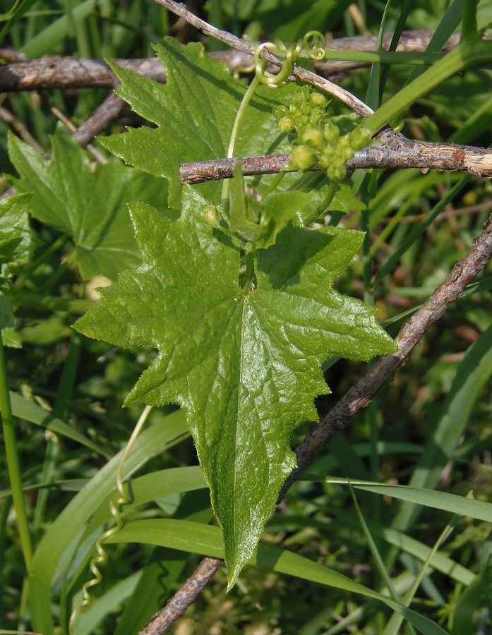 Image of Bryonia alba specimen.