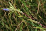 Gentiana triflora