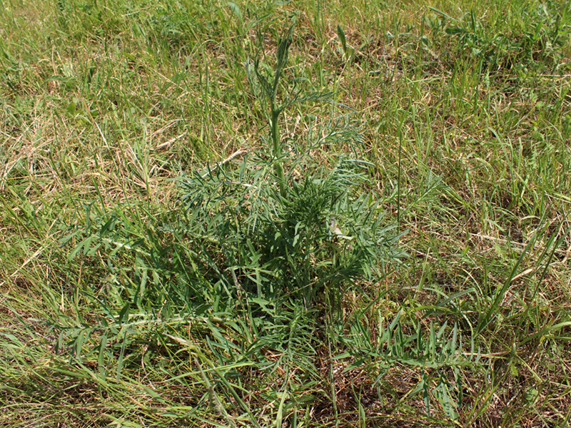 Изображение особи род Cirsium.