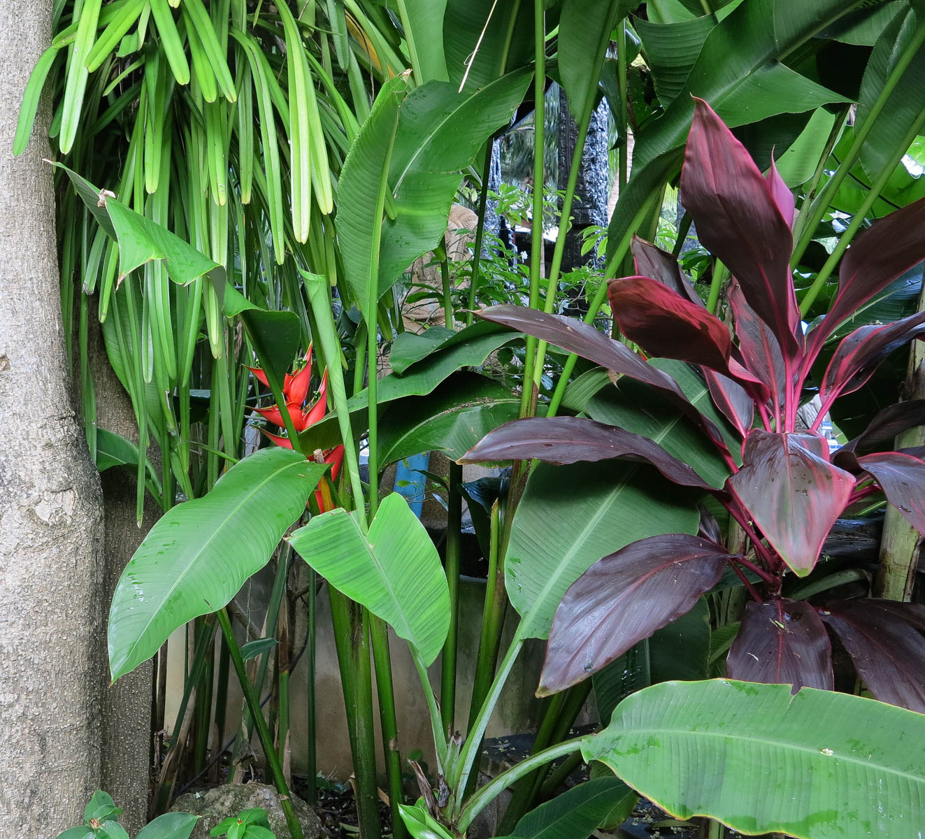 Image of Heliconia stricta specimen.