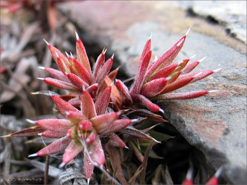 Image of Saxifraga omolojensis specimen.
