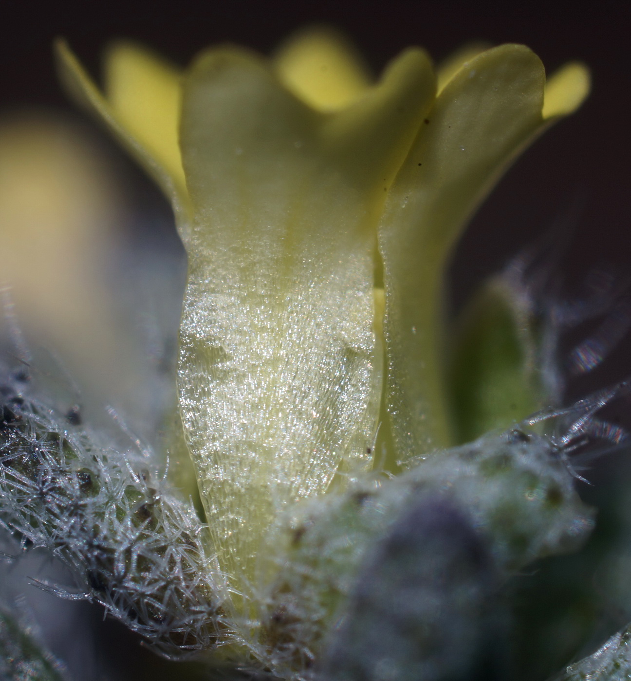 Image of Alyssum smyrnaeum specimen.