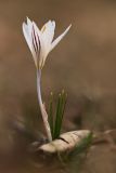 Crocus reticulatus