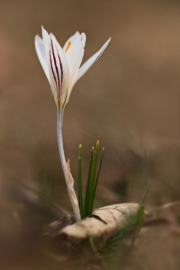 Изображение особи Crocus reticulatus.