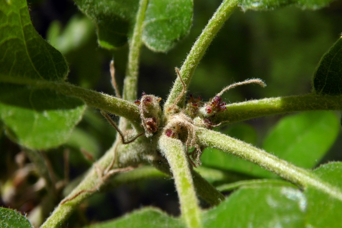 Изображение особи Quercus pubescens.