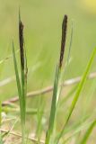 genus Carex. Верхушки побегов с соцветиями. Краснодарский край, Апшеронский р-н, окр. пос. Мезмай, Камышанова поляна. 09.05.2017.