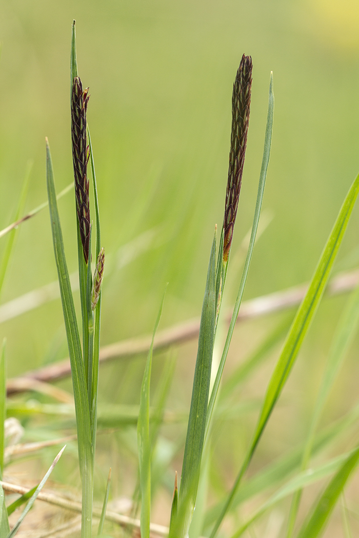 Изображение особи род Carex.