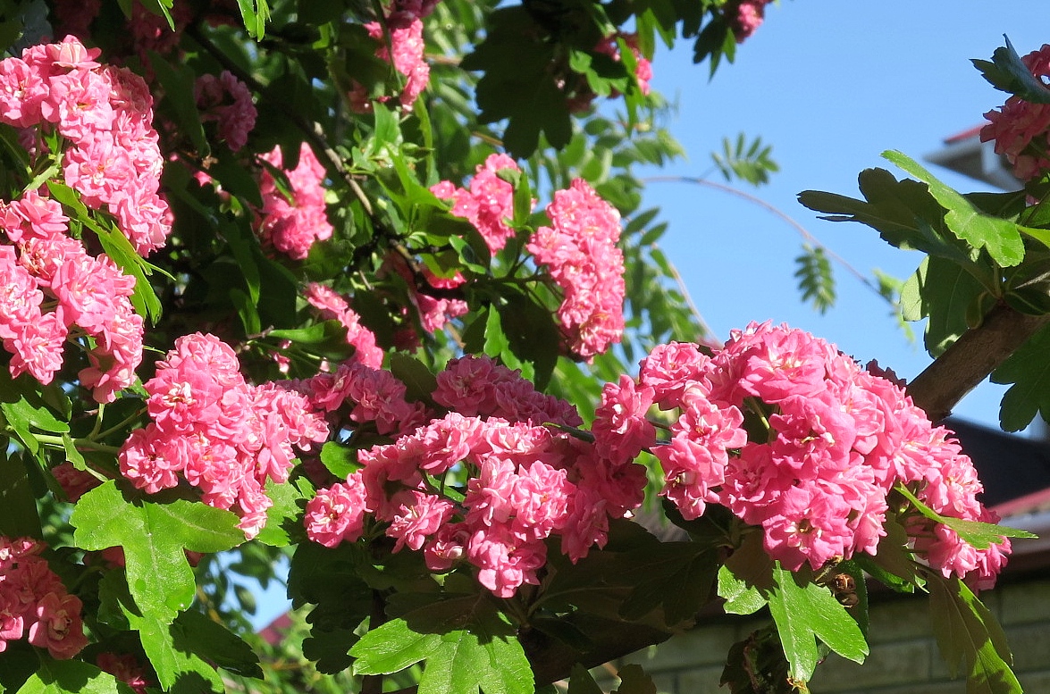 Image of Crataegus &times; media specimen.