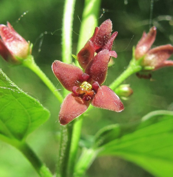 Изображение особи Vincetoxicum scandens.