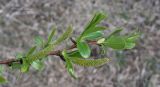 Salix lucida