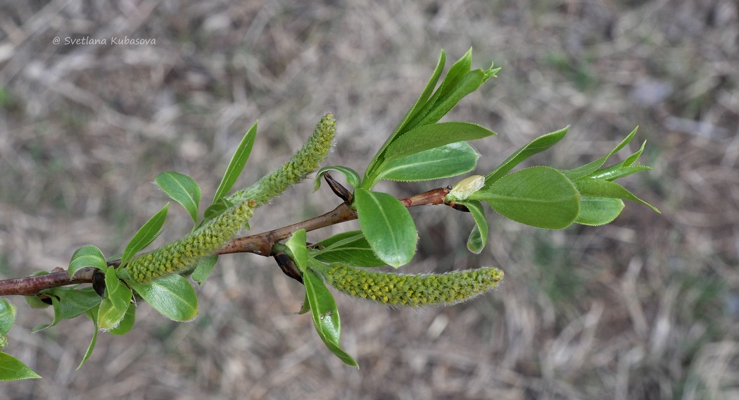 Image of Salix lucida specimen.