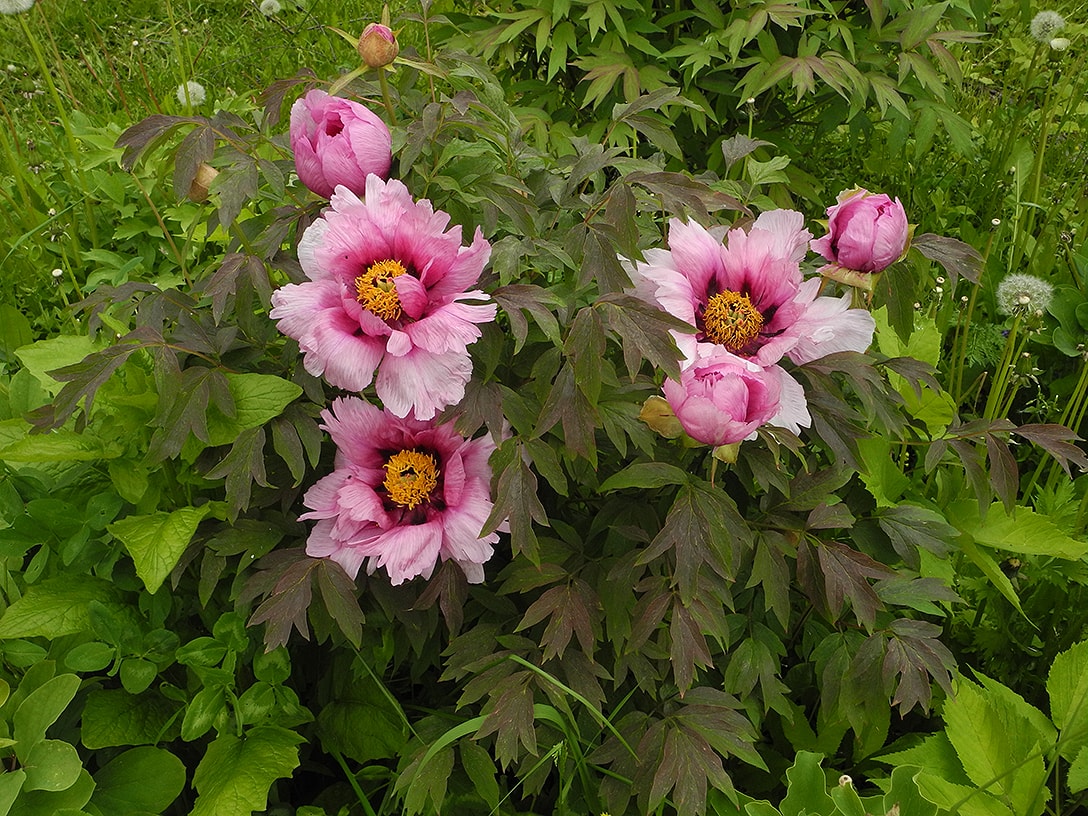 Image of Paeonia suffruticosa specimen.